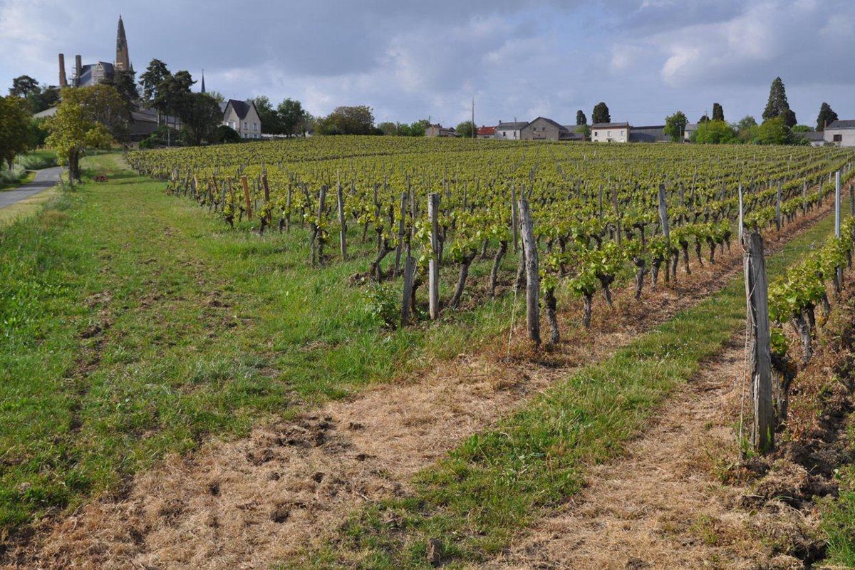 自然派ワインの葡萄畑 除草剤使用&不使用比較